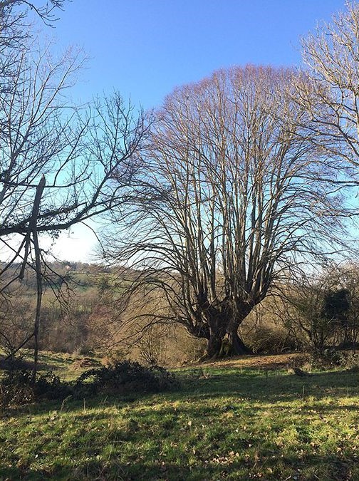 Le tilleul de la Combe à Lapeyrouse dans le Puy-de-Dôme a obtenu le prix du jury au concours de l&rsquo;arbre de l&rsquo;année
