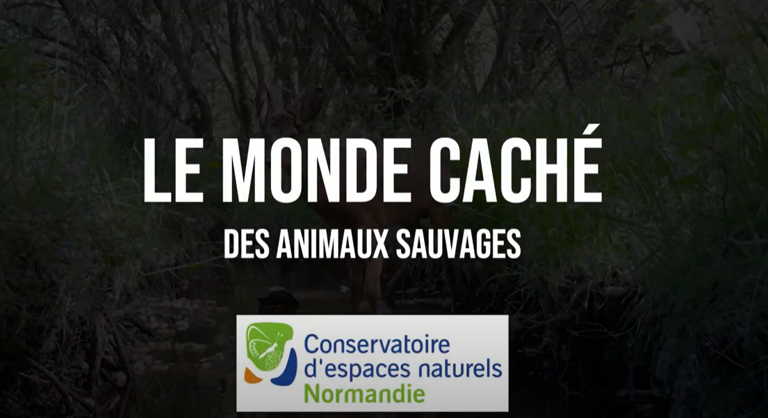 Découvrez le monde caché des animaux sauvages