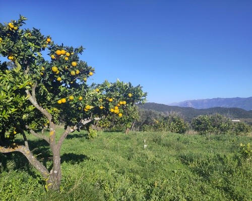Une nouvelle ORE signée avec le Conservatoire d&rsquo;espaces naturels en Corse