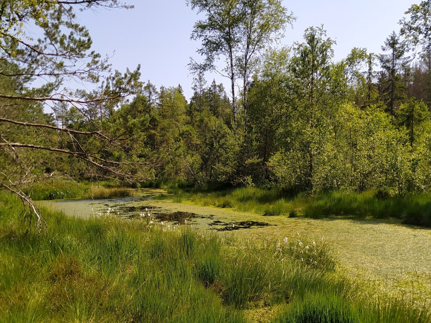 Préserver une tourbière&nbsp;: 14 ans d’engagement communal à Cleurie au service de la nature