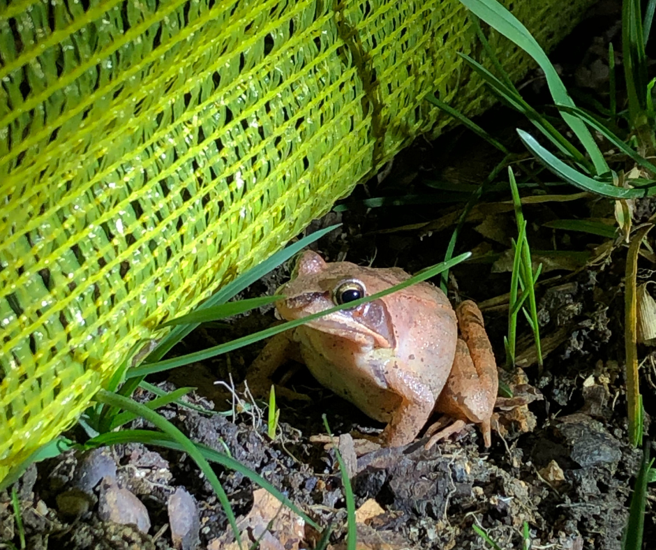 Lancement de la 30ème édition de l&rsquo;opération Fréquence Grenouille