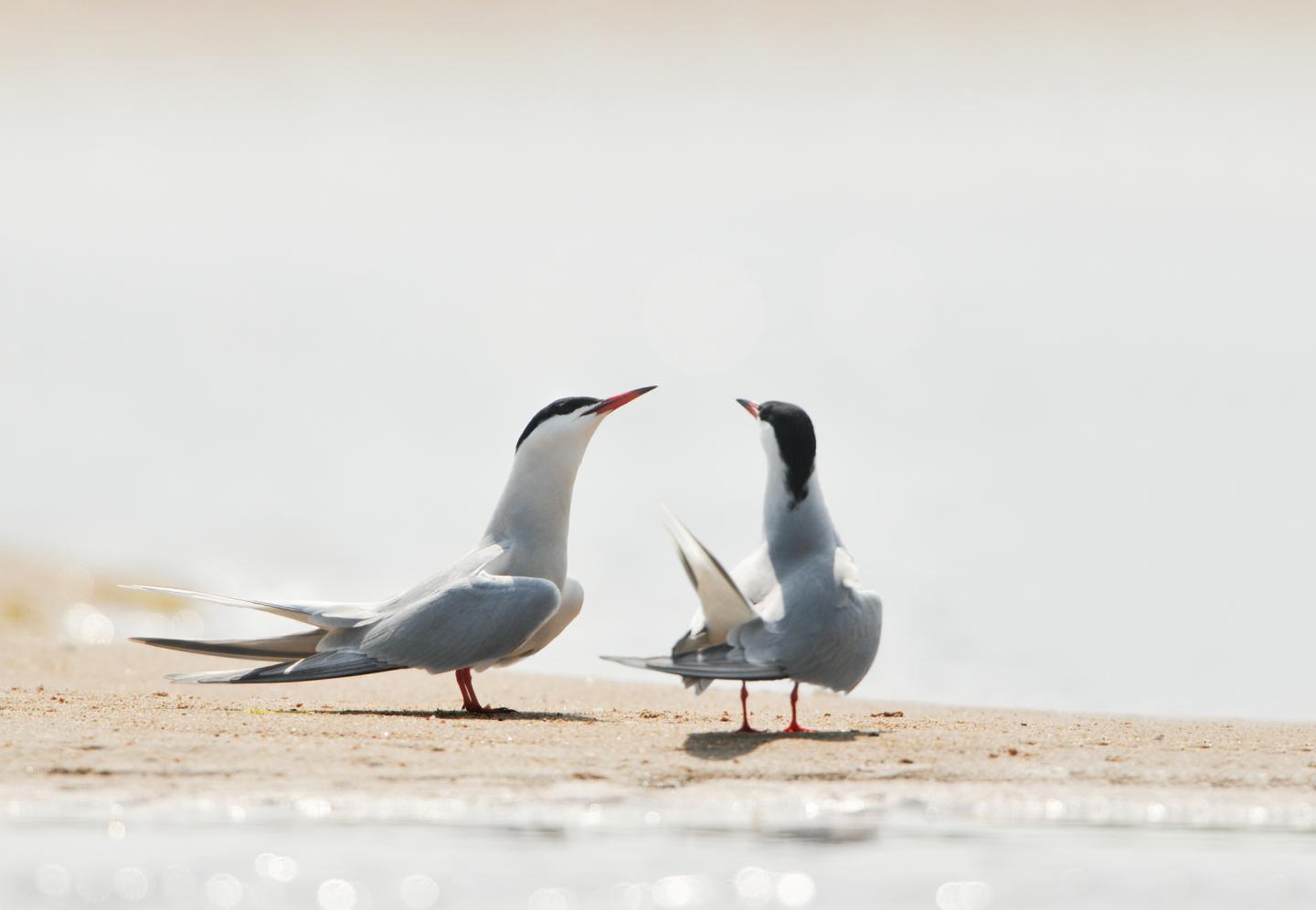 Oiseau emblématique de la Loire sauvage, la sterne est en voie de disparition